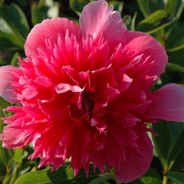 Paeonia officinalis Rosea Plena - Boerenpioen