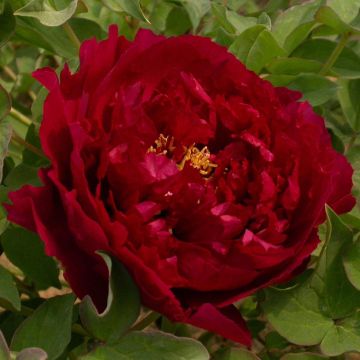 Paeonia suffruticosa 15 Wu Jin Yao Hui - Boompioen