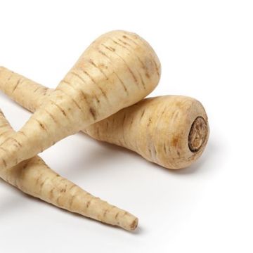 Pastinaak Hablange Witte BIO - Ferme de Sainte Marthe