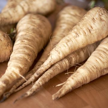 Pastinaak Tender And True