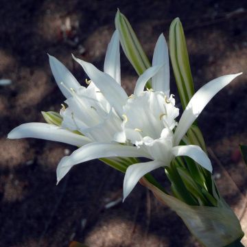 Pancratium maritimum - Zeenarcis