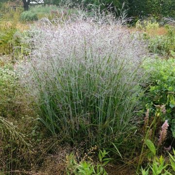Panicum virgatum Purple Tears - Vingergras