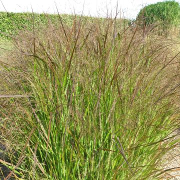 Panicum virgatum Squaw - Vingergras