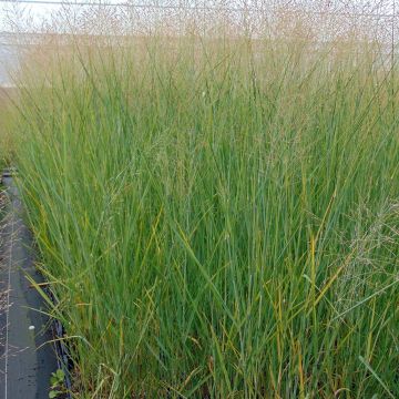 Panicum virgatum Cloud Nine - Vingergras