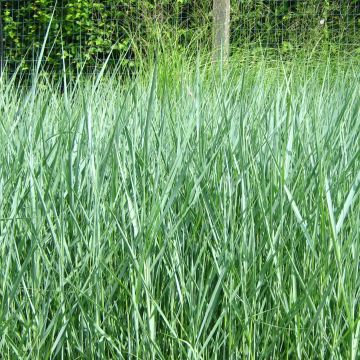 Panicum virgatum Prairie Sky - Vingergras