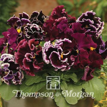 Viola wittrockiana Chalon Supreme Wildberry Mixed (zaad) - Grootbloemige viool