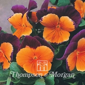 Viola wittrockiana Jolly Joker F2 (zaad) - Grootbloemige viool