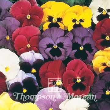 Viola wittrockiana Mello 21 F1 (zaad) - Grootbloemige viool