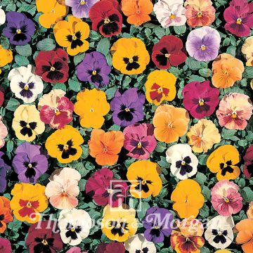 Viola wittrockiana Petite Mixed F1 (zaad) - Grootbloemige viool