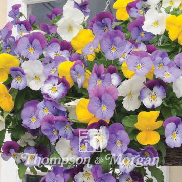 Viola wittrockiana Plentifall Mixed F1 (zaad) - Grootbloemige viool