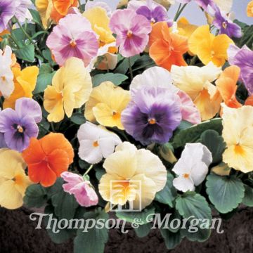 Viola wittrockiana Water Colours Mixed F1 (zaad) - Grootbloemige viool