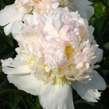 Paeonia lactiflora Top Brass - Pioenroos