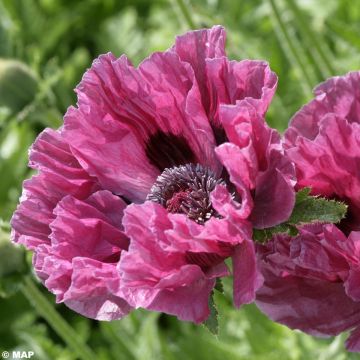 Papaver orientale Manhattan - Oosterse papaver