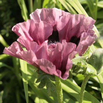 Papaver orientale Patty's Plum - Oosterse papaver