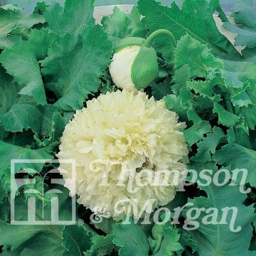 Papaver somniferum Applegreen (zaad) - Eenjarige slaapbol