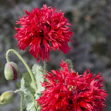 Papaver somniferum Crimson Feathers (zaad) - Eenjarige slaapbol