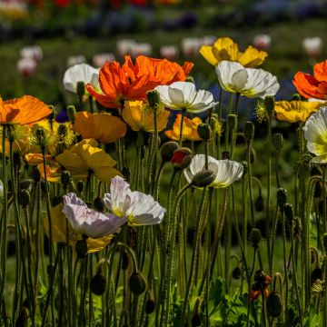 Papaver nudicaule Artist's Glory (zaad) - IJslandse papaver