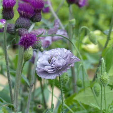 Papaver rhoeas Amazing Grey (zaad) - Grote klaproos