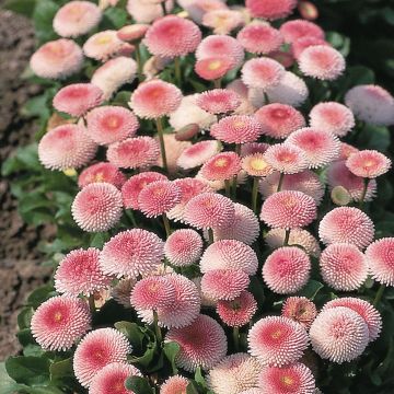 Madeliefje Tasso Strawberries & Cream - Bellis perennis