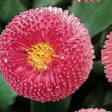 Madeliefje roze Tasso - Bellis perennis
