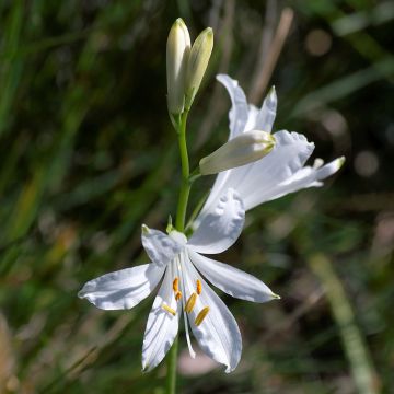 Paradisea liliastrum - St. Brunolelie