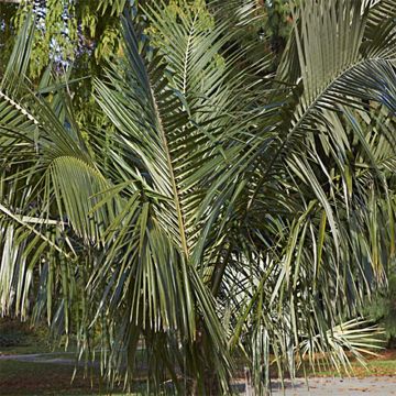 Parajubaea torallyi - Janchicocopalm