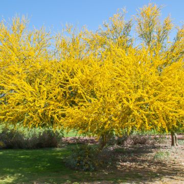 Cercidium floridum - Parkinsonia