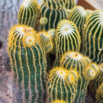 Parodia warasii - Bolcactus