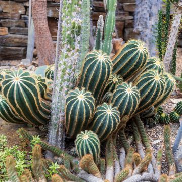 Parodia magnifica - Bolcactus