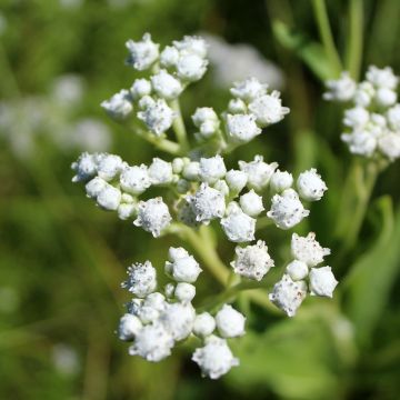Parthenium integrifolium - Wilde kinine