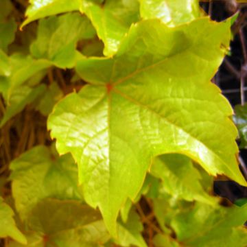 Parthenocissus tricuspidata Fenway Park - Wilde wingerd