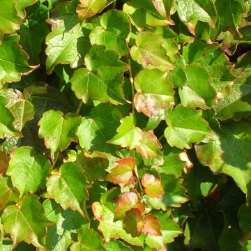 Parthenocissus tricuspidata Minutifolia - Wilde wingerd