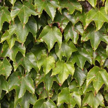 Parthenocissus tricuspidata Veitchii - Wilde wingerd