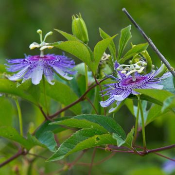 Passiflora incarnata - Passiebloem