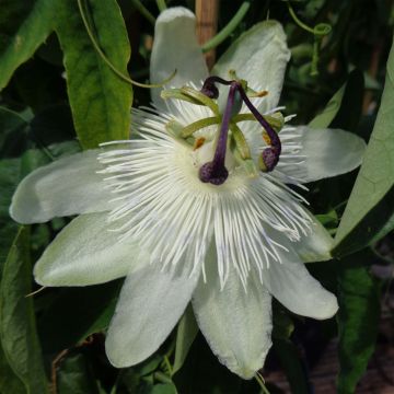 Passiflora subpeltata - Witte passiebloem