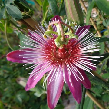 Passiflora Anastasia - Passiebloem