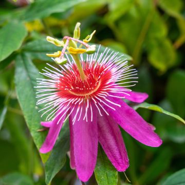 Passiflora Anastasia - Passiebloem
