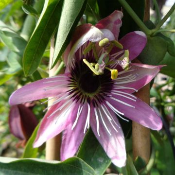 Passiflora caerulea x racemosa - Passiebloem
