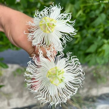 Passiflora Snow Star - Passiebloem