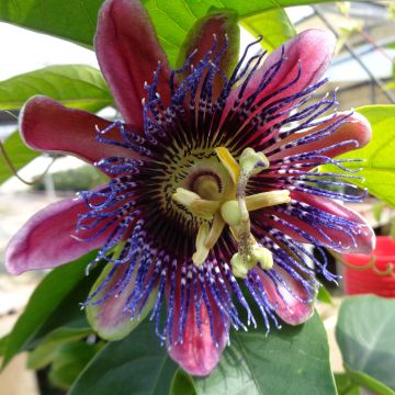 Passiflora Marijke - Passiebloem