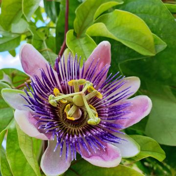 Passiflora Impératrice Eugénie - Passiebloem