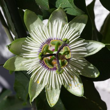 Passiflora White lightening - Passiebloem