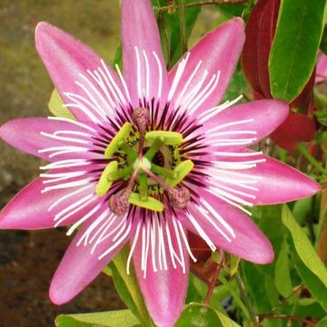 Passiflora Victoria - Passiebloem