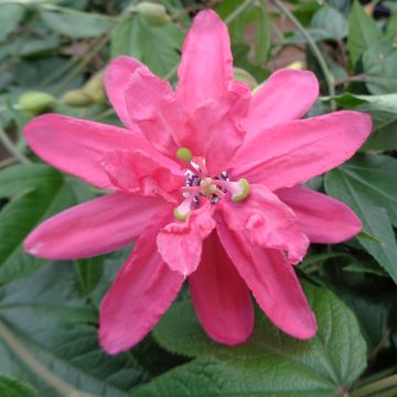 Passiflora Pink Passion - Passiebloem