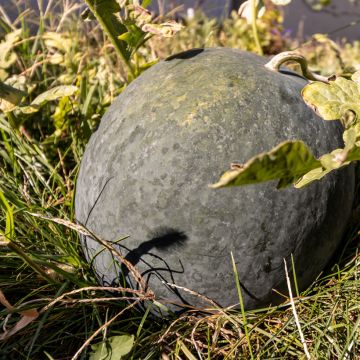 Watermeloen Sugar Baby BIO Watermeloen Sugar Baby BIO