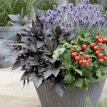 Zoete aardappel Paradise Manihi (jonge planten in perspotjes)