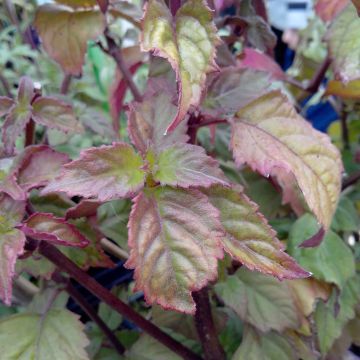 Patchoeli - Pogostemon cablin