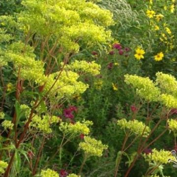 Patrinia monandra - Goudvaleriaan