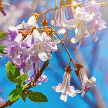 Paulownia fortunei April Light - Anna Paulownaboom
