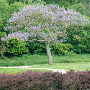 Paulownia tomentosa Hulsdonk - Anna Paulownaboom